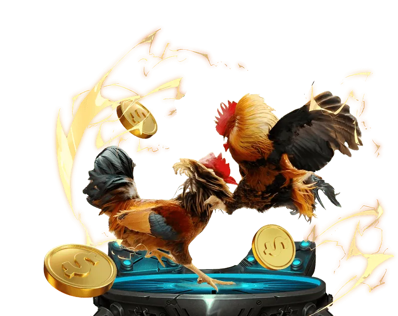 Đá gà trực tuyến tại ACB888 với trận đấu kịch tính trong đấu trường